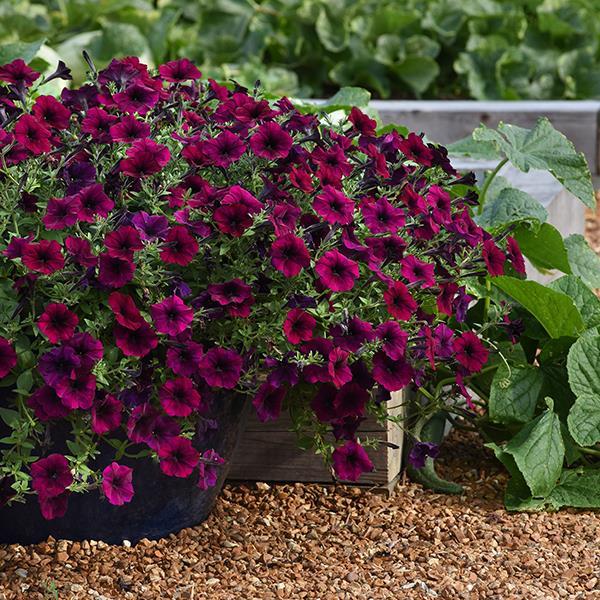 Easy Wave® Burgundy Velour Container 1