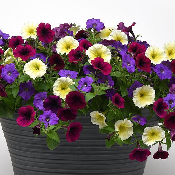 Shock Wave® Deep Purple Project