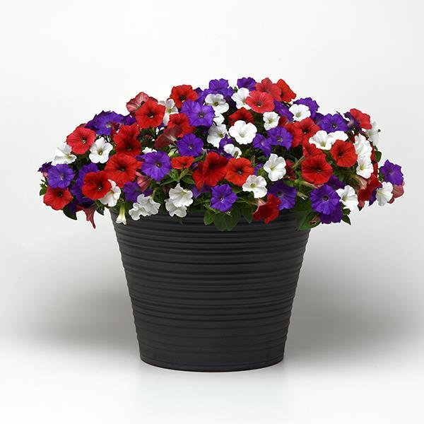 Shock Wave® Volt Mixture Container 1