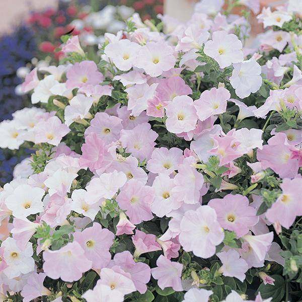 Wave Misty Lilac