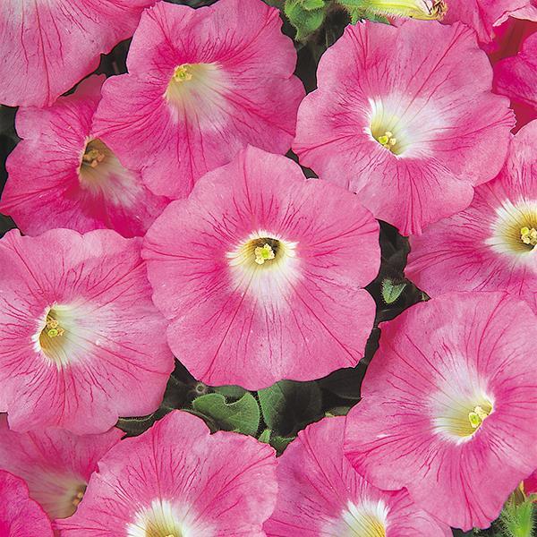 Wave Pink