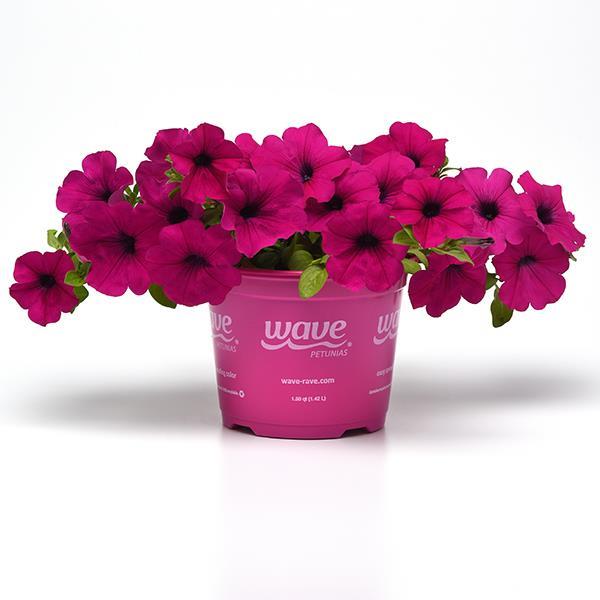 Wave® Purple Pot