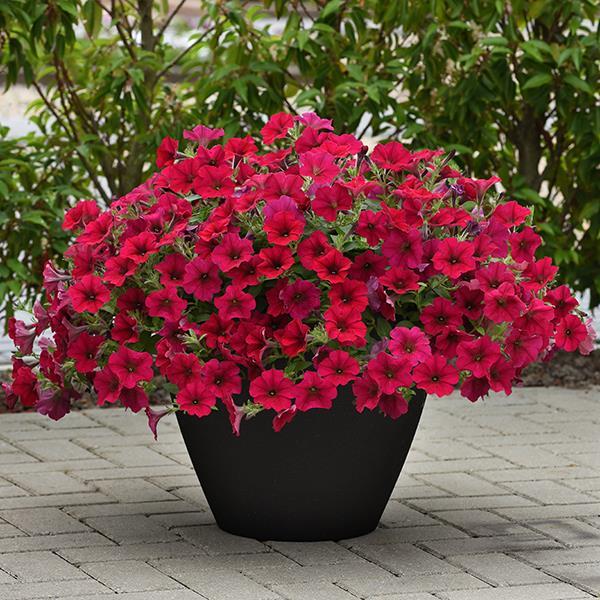 Wave® Carmine Velour Container 1