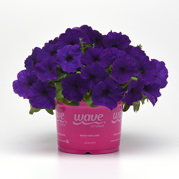 New Wave® Blue Pot