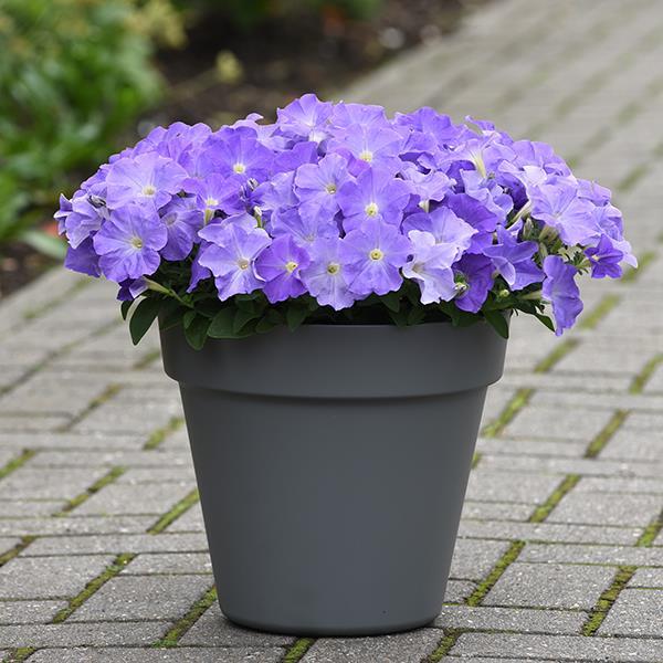 New Wave® Sky Blue Container 1