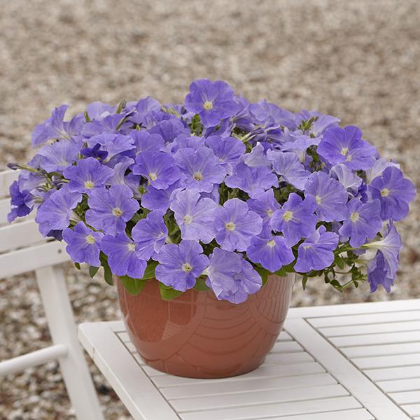 New Wave® Sky Blue Container 2