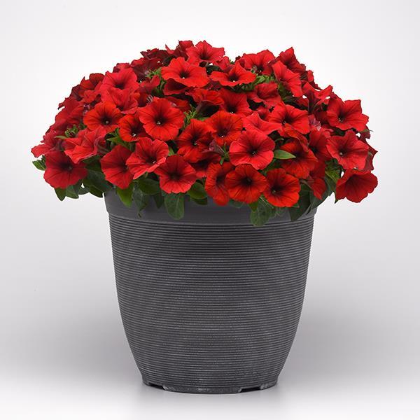 New Wave® Red Container 1