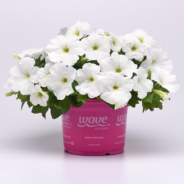 New Wave® White Pot