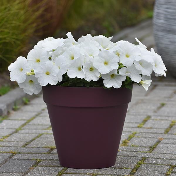 New Wave® White Container 1