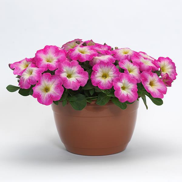 New Wave® Rose Morn Pot