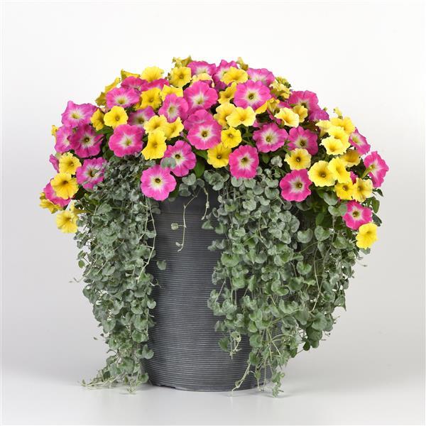 New Wave® Rose Morn Container 2