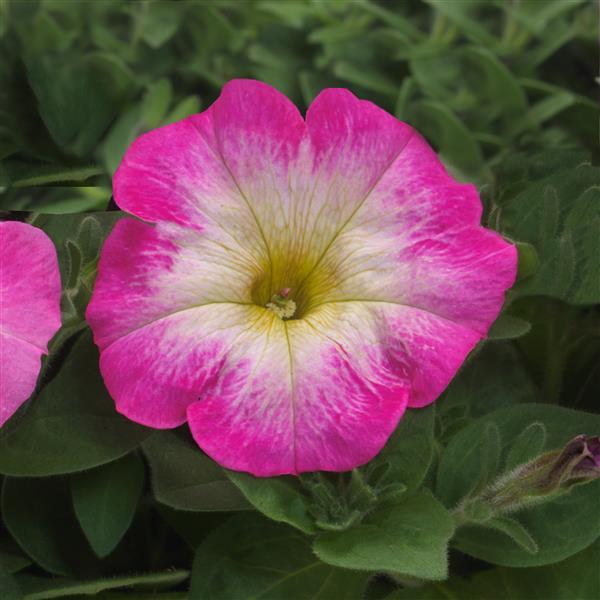 New Wave® Rose Morn Project