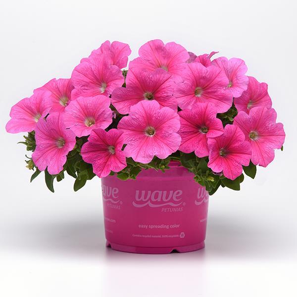 New Wave® Pink Cosmo Pot