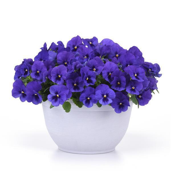 Top Wave® Blue Blotch Container 1