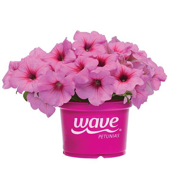 Easy Wave® Pink Passion Pot