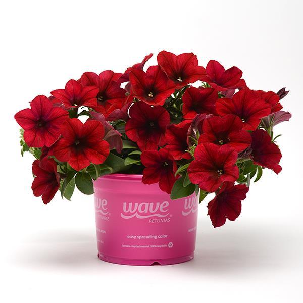 Easy Wave® Red Velour Pot