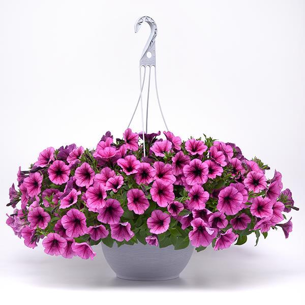 Easy Wave® Rose Fusion Container 2