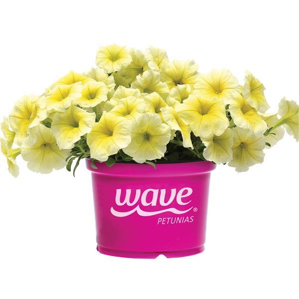 New Wave® Yellow Pot