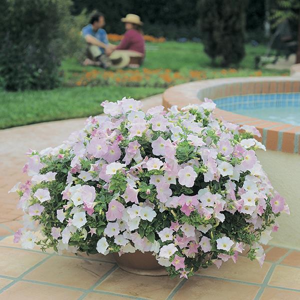 Wave® Misty Lilac Container 2