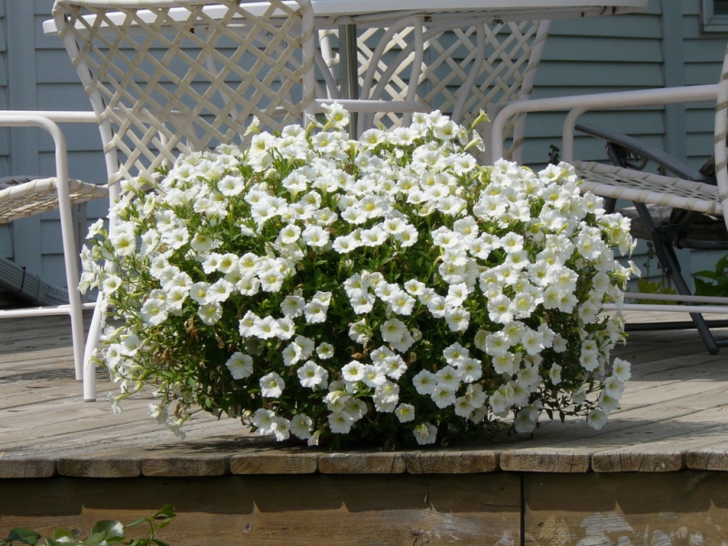 Jodi, Mount Horeb, Wisconsin