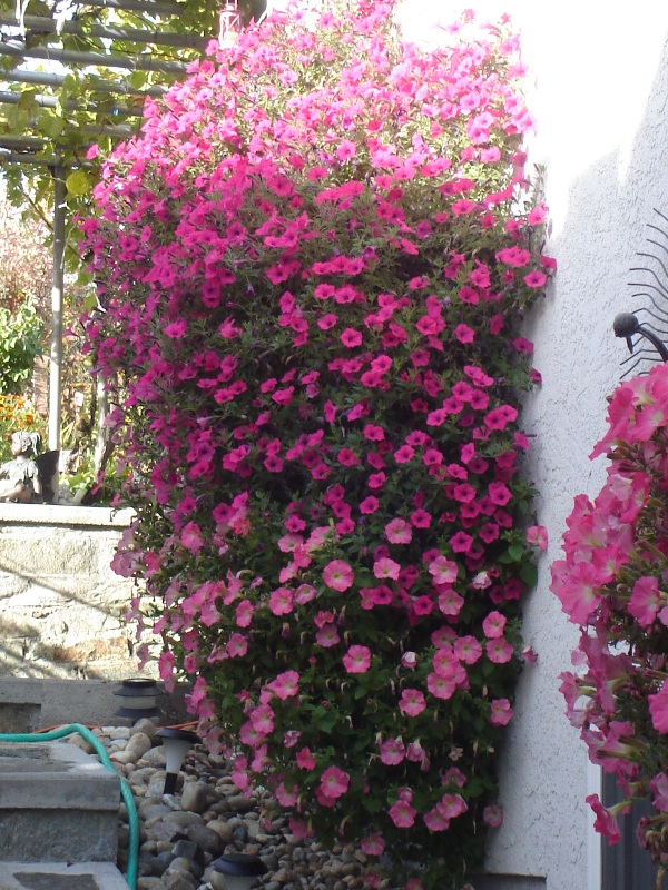 Dolores, OSOYOOS, British Columbia