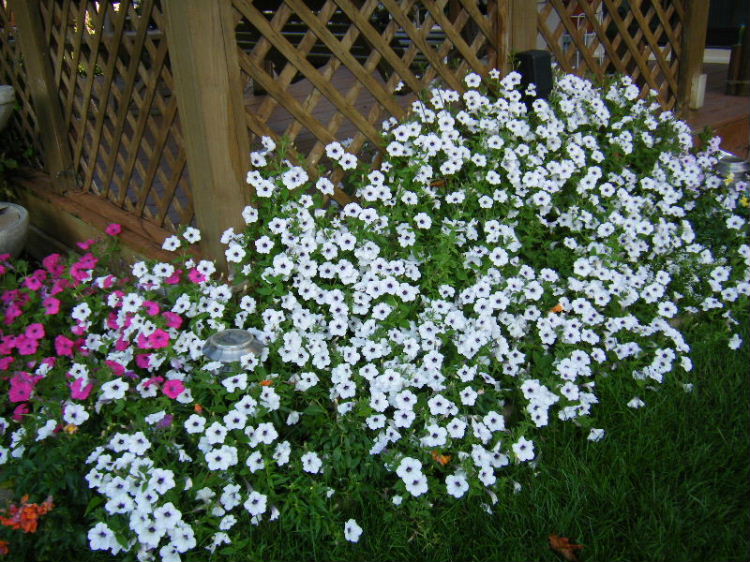 Peggy, Bartlett, Illinois