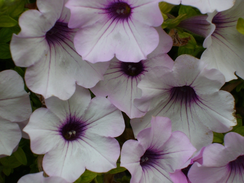 Dolores, OSOYOOS, British Columbia