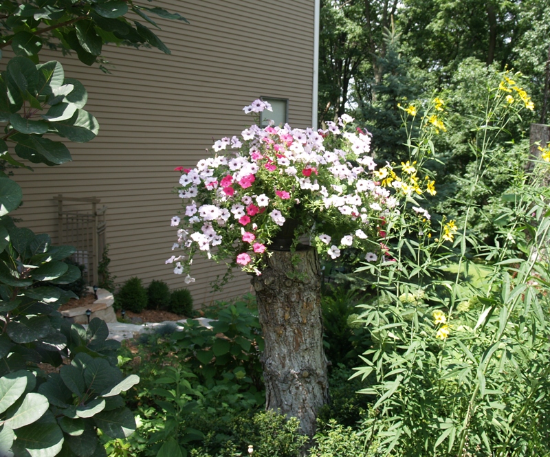 Jody, Bartlett, Illinois