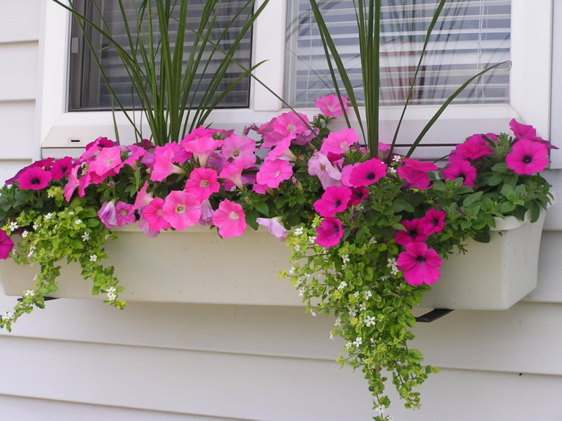 Sandra, Champaign, Illinois