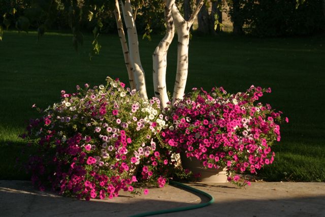 Diana, Kennewick, Washington