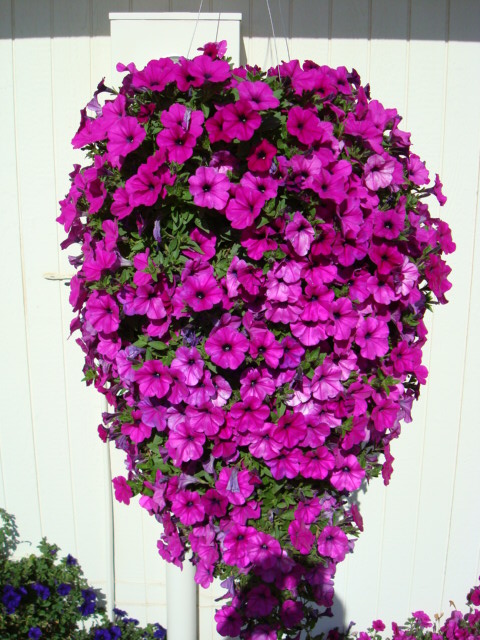 Daniel, West Richland, Washington