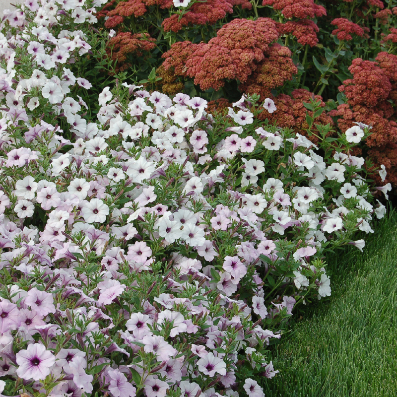 Sue, Montague, Michigan