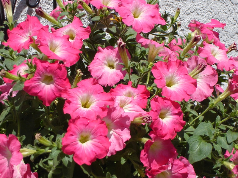 Dolores, OSOYOOS, British Columbia