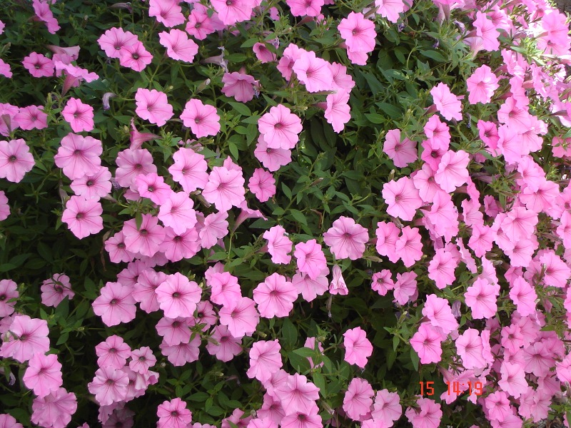 Dolores, OSOYOOS, British Columbia