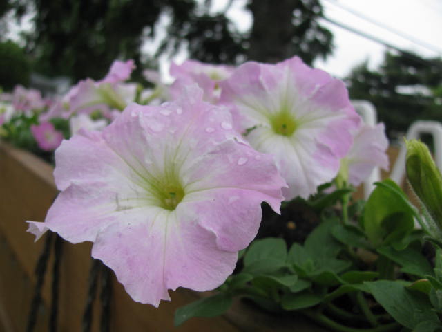 Roberta, Merrick, New York