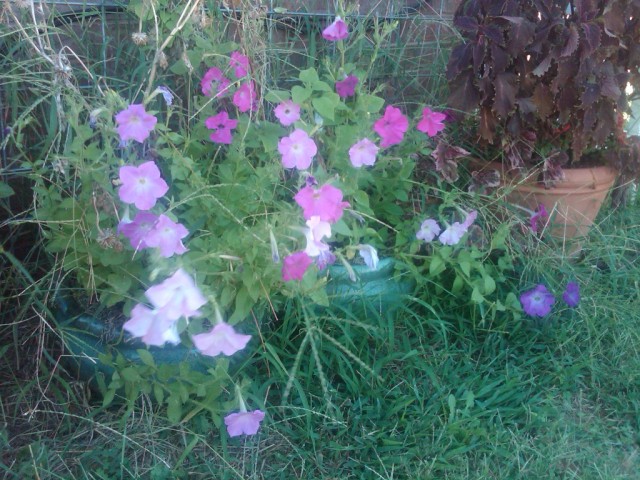 JERRIE, STILLWATER, Oklahoma