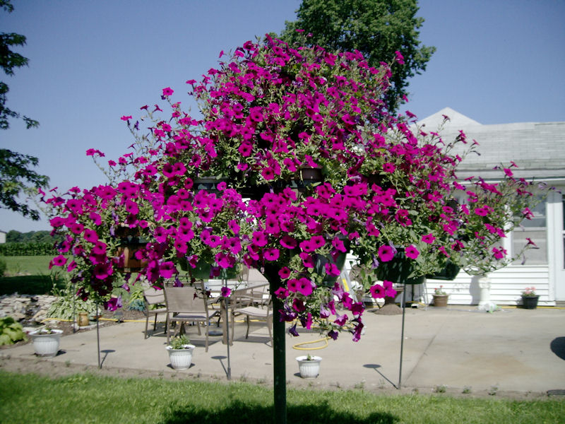 Cindy, Henry, Illinois