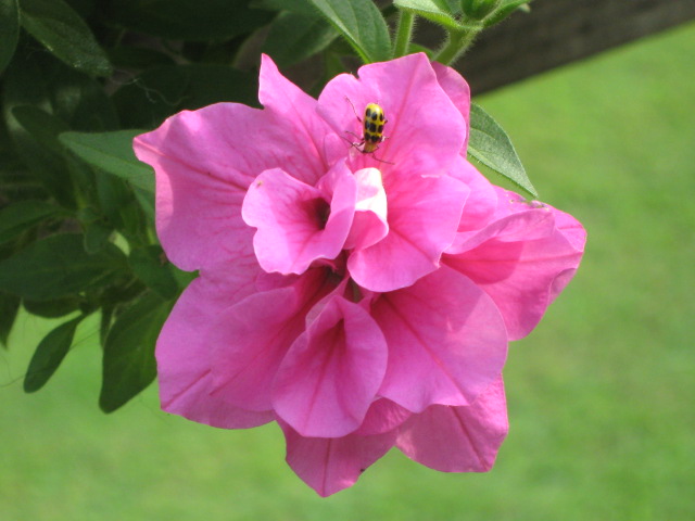 Kathy, Durham, North Carolina