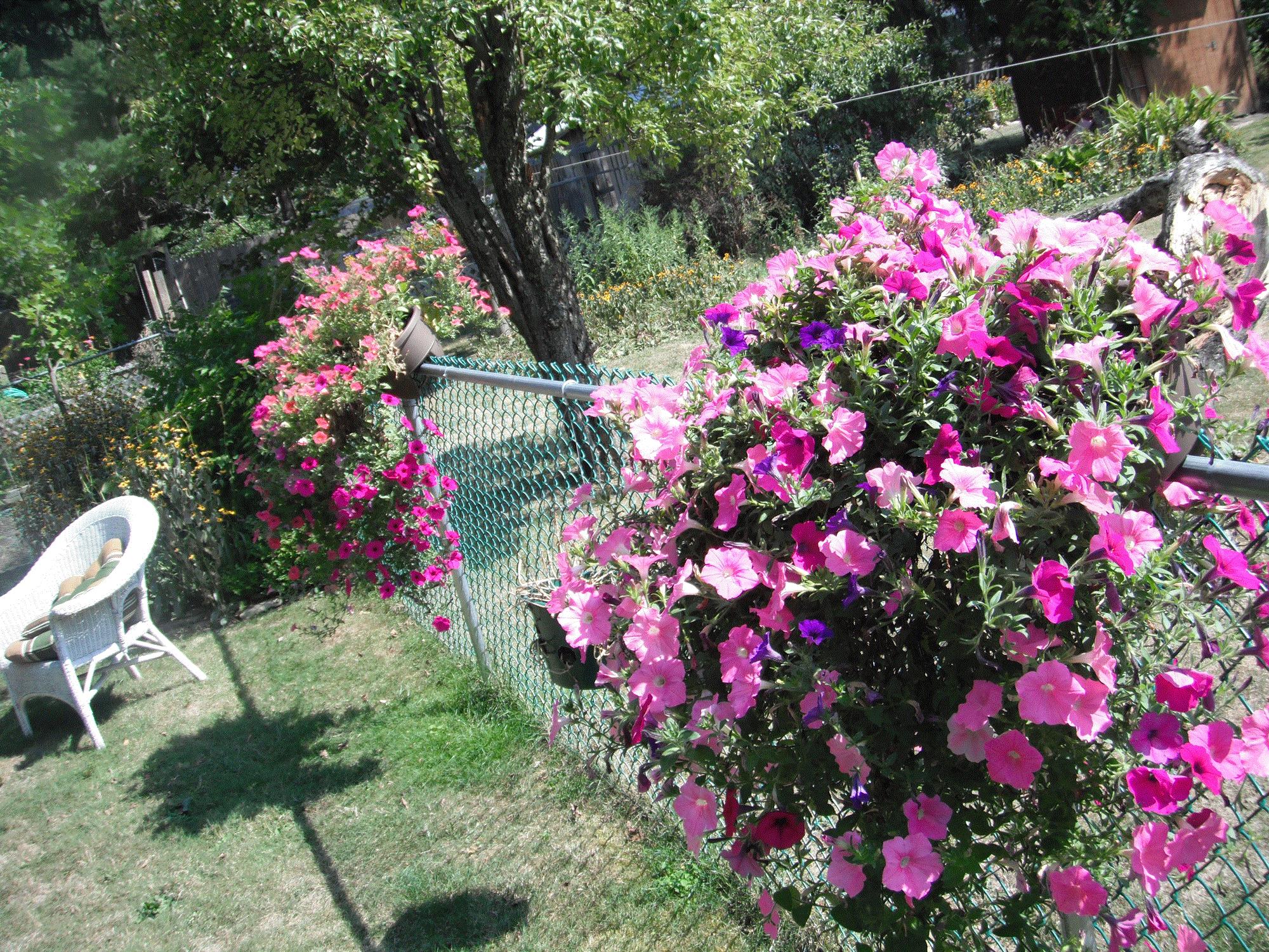 Daniel, Hamburg, New York