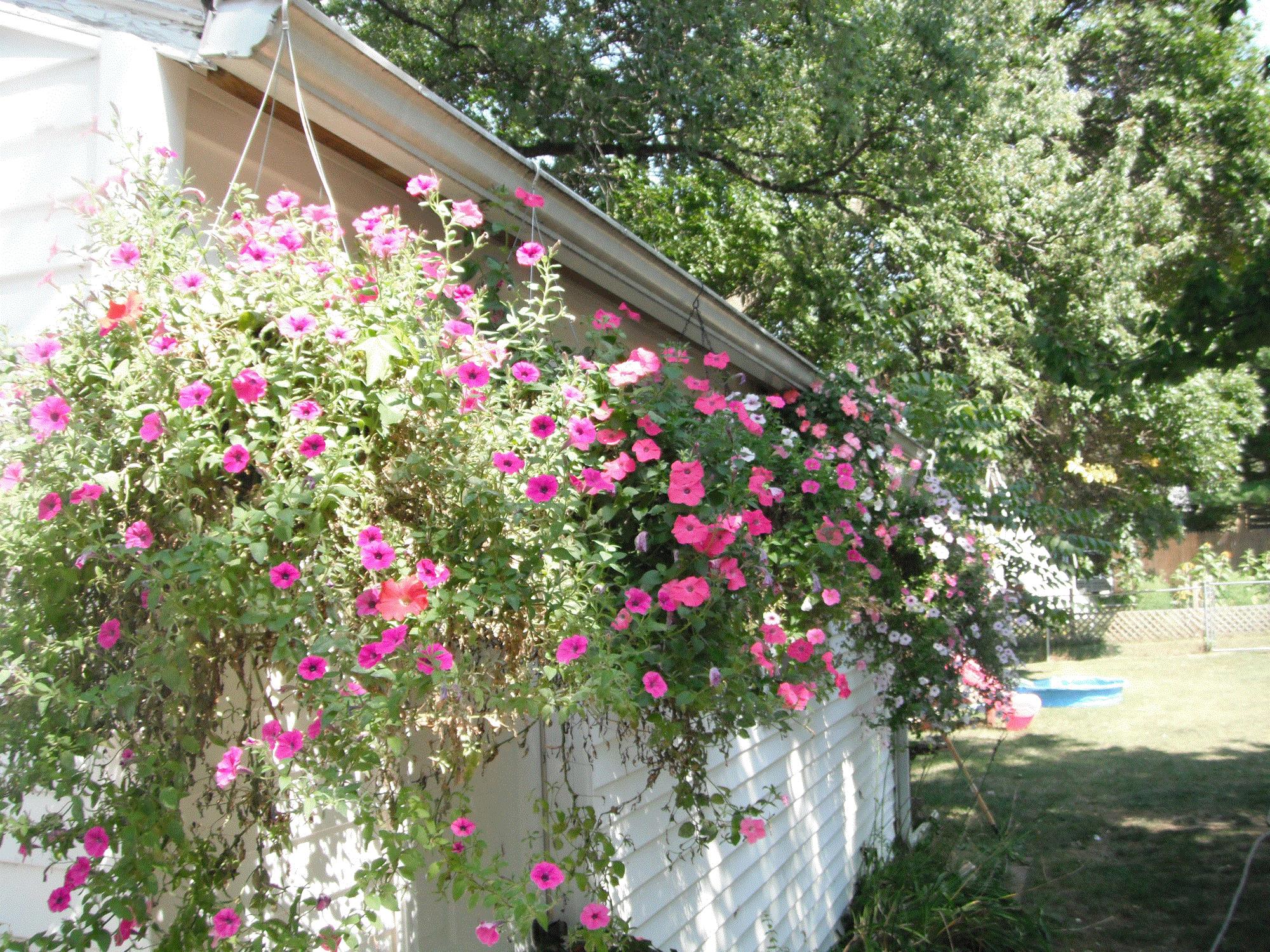 Daniel, Hamburg, New York