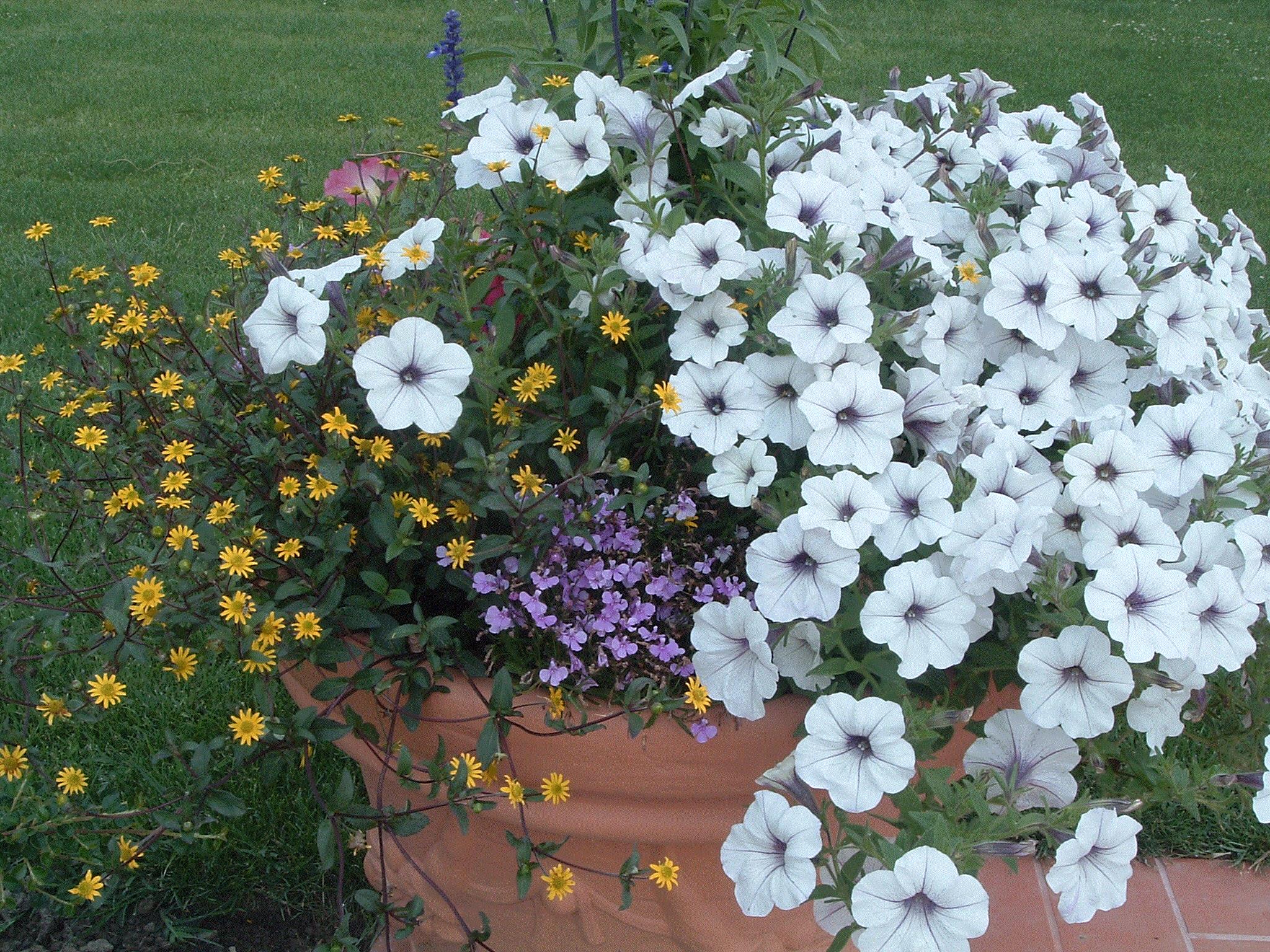 Ivanka, Novi Sad, Serbia