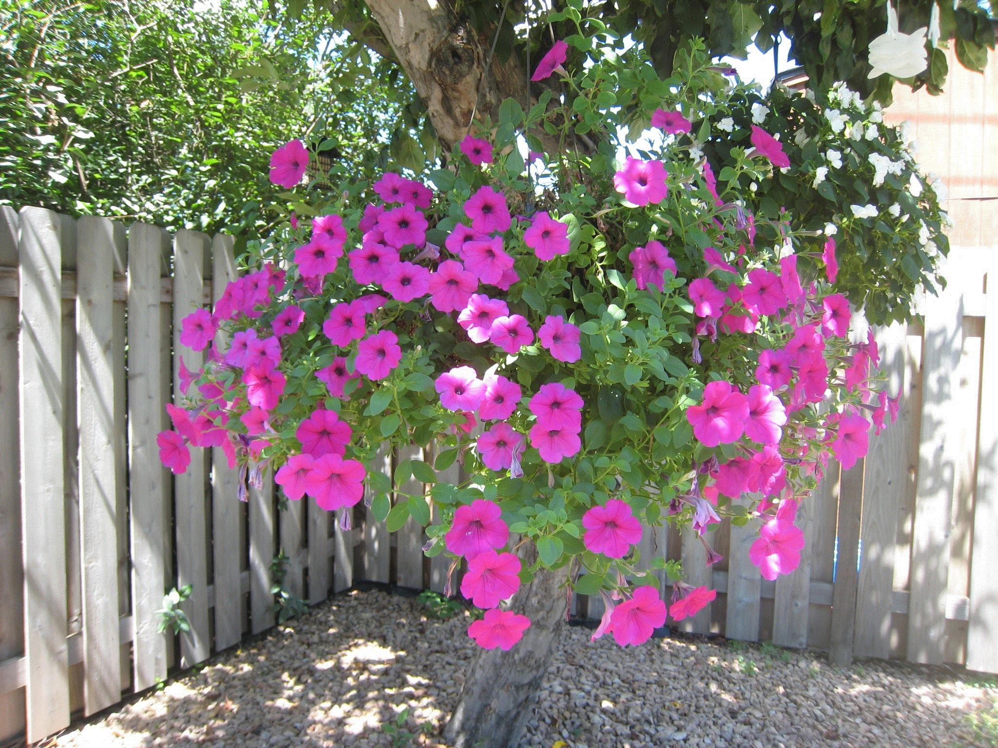 Mary Jane, Eagan, MN