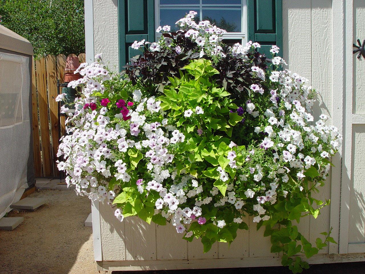 Gypsee, Carson City, NV