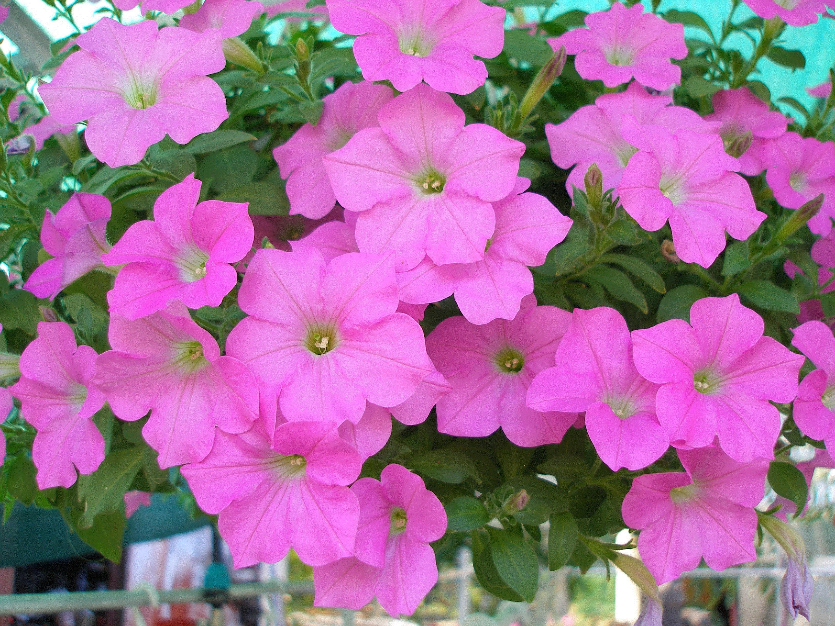 Natali, Ukraine, Zaporozhye