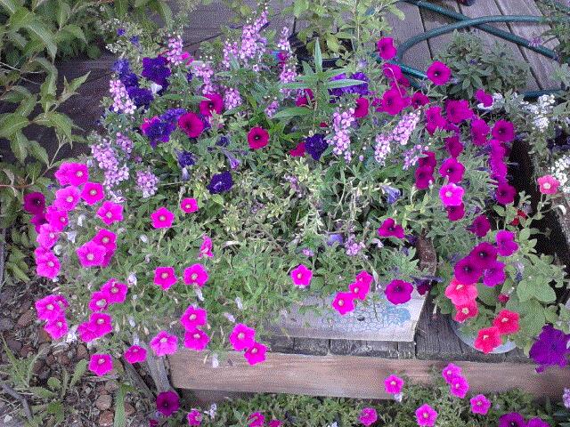 Nancy A, Chicago, IL