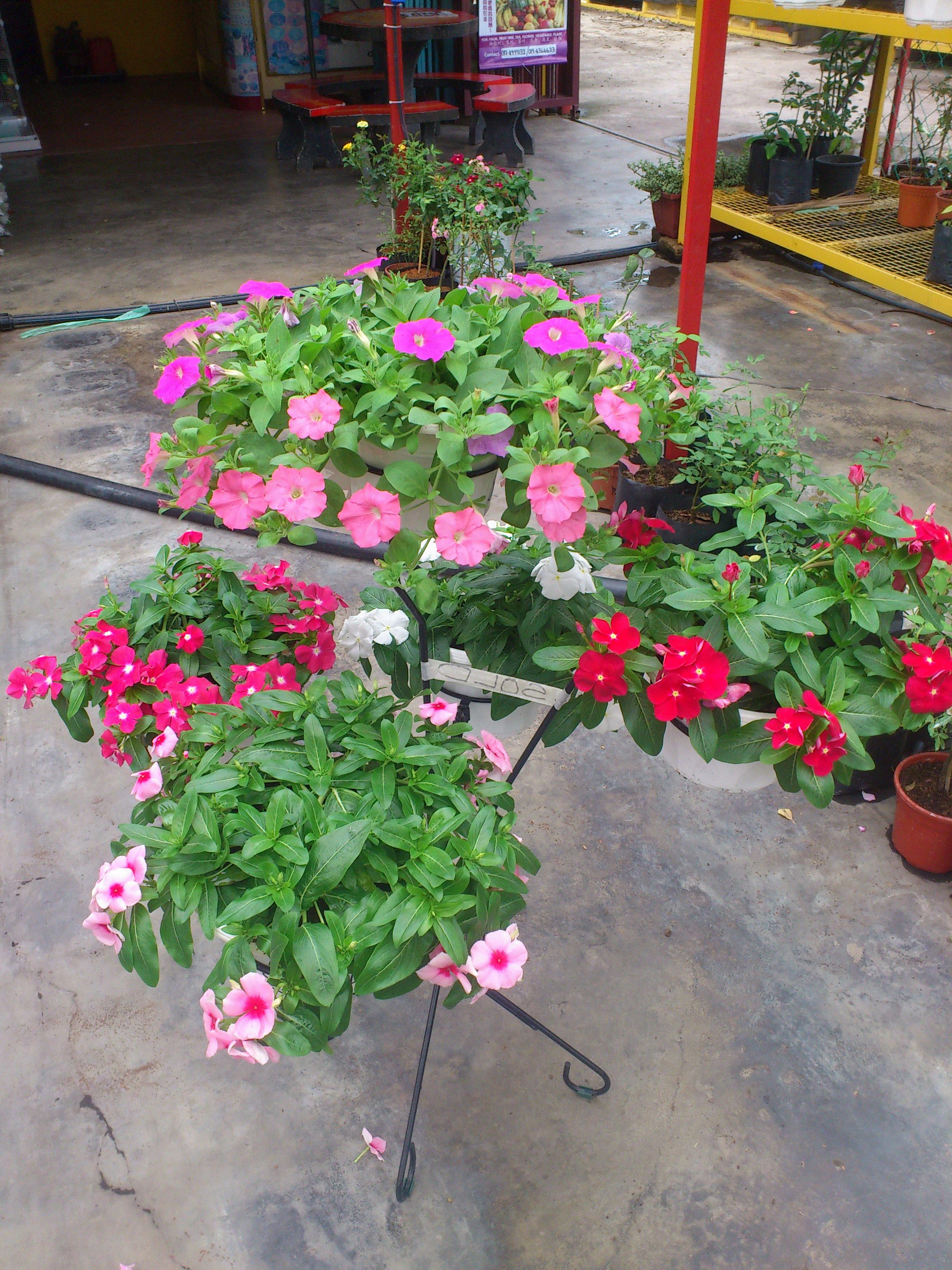 Mohamad Hisham, Alor Setar, Kedah Malaysia