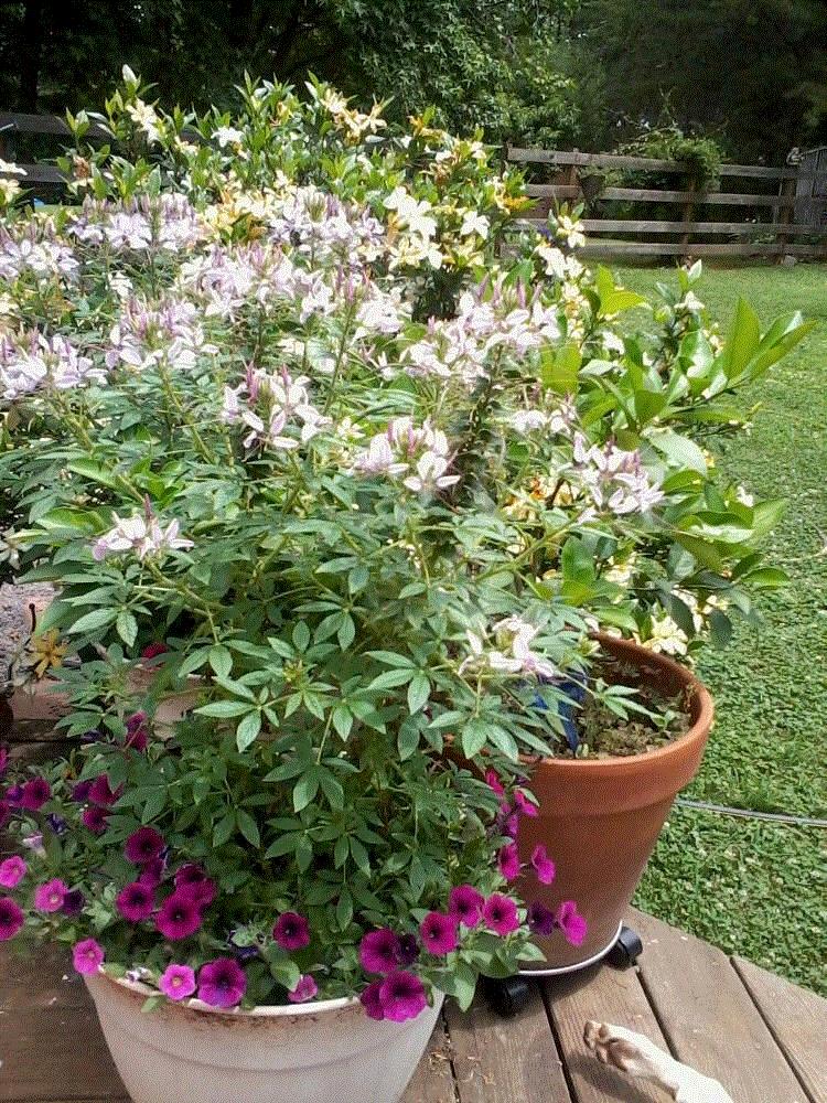 Marsha, Belews Creek, NC