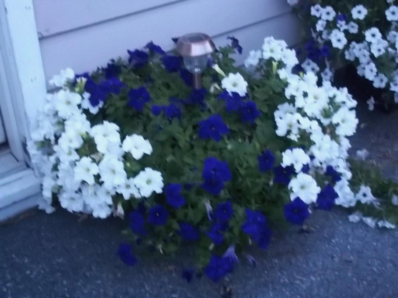 Fay, Lititz, Pennsylvania