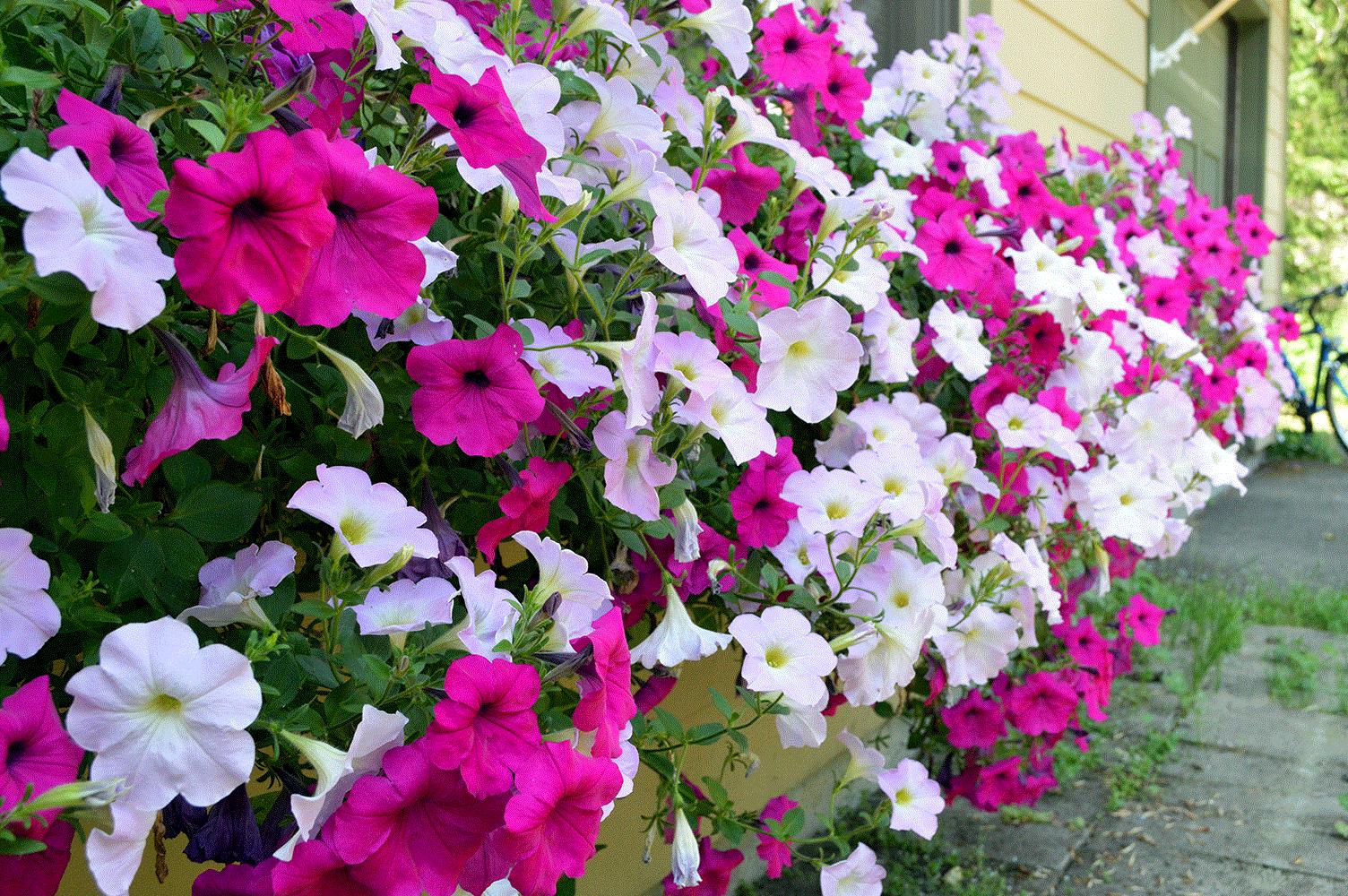 Bill, West Glacier, Montana