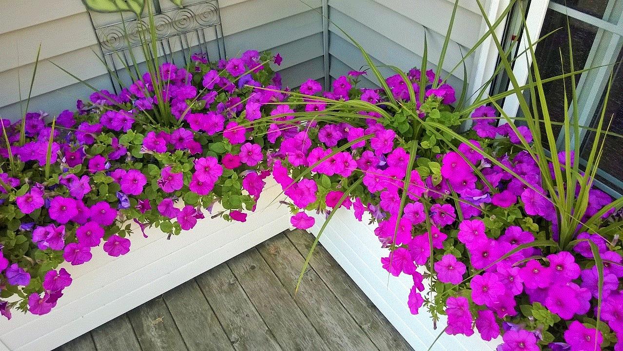 Sandra, Champaign, Illinois